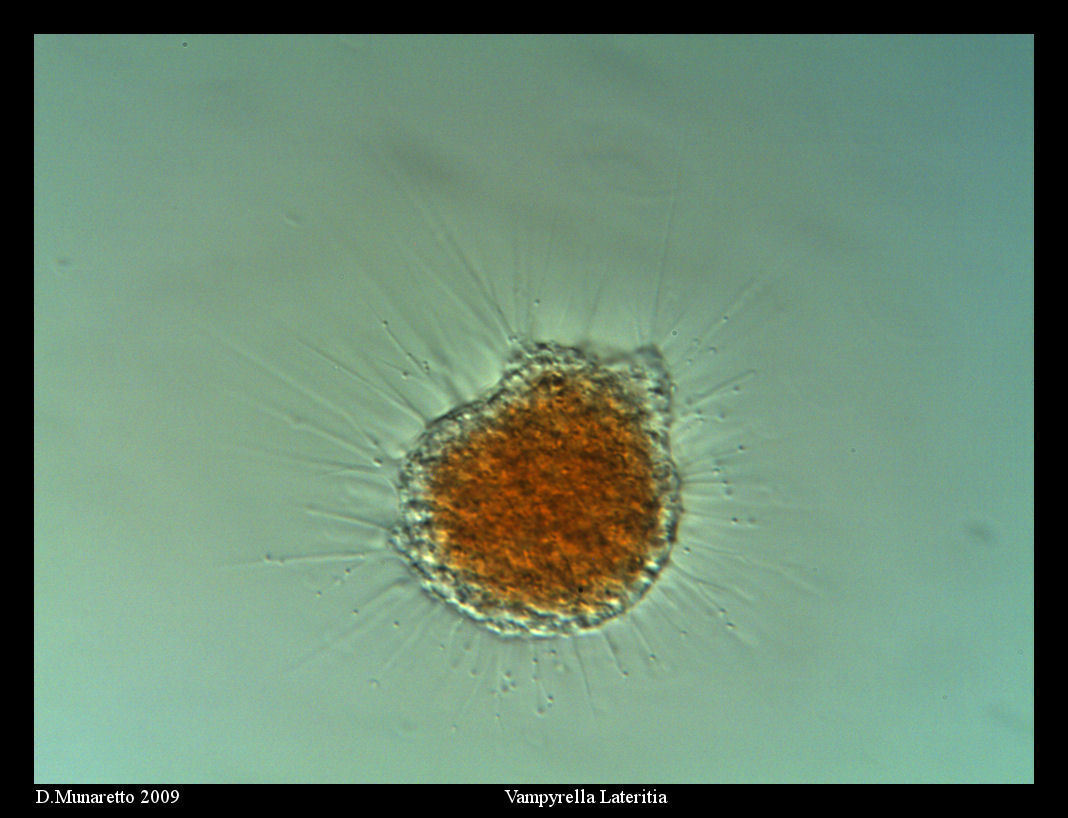 Vampyrella Lateritia